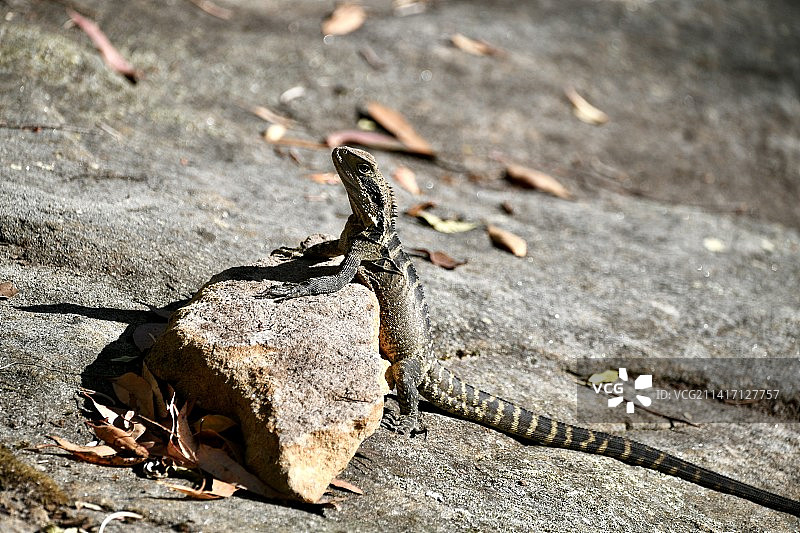 澳洲水龙在岩石上的高角度视图图片素材