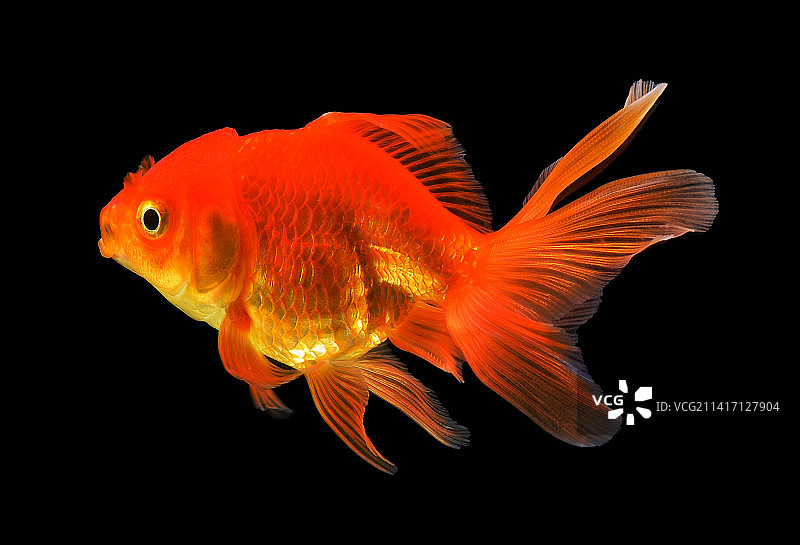 在黑色背景下游动的金鱼特写图片素材