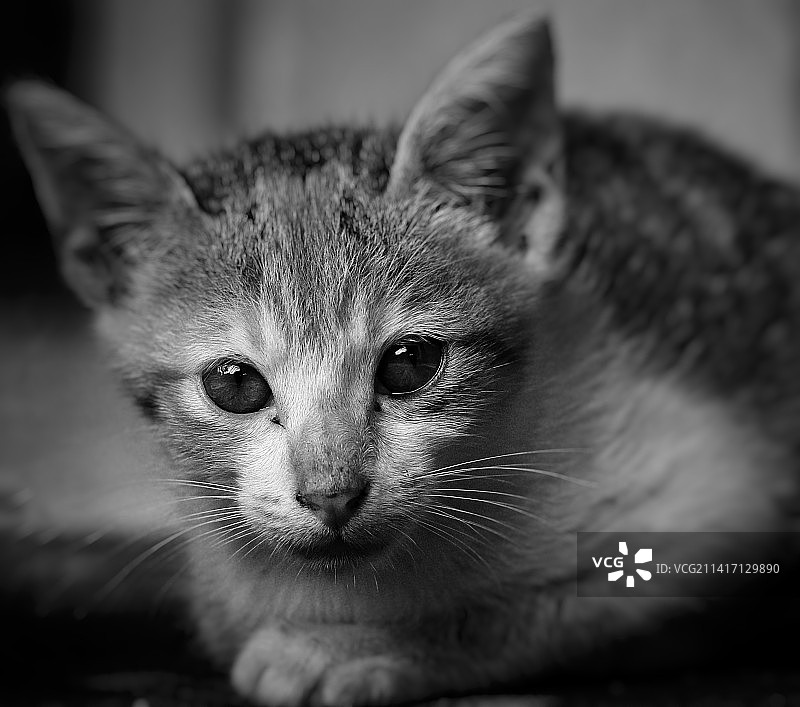 猫的特写肖像图片素材