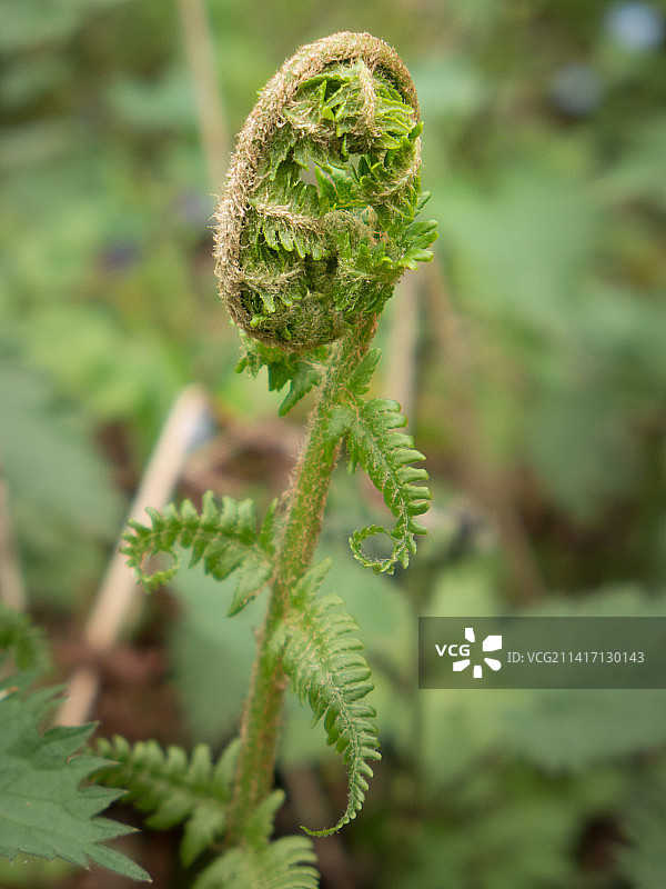 英国海沃兹希思的蕨类植物特写图片素材
