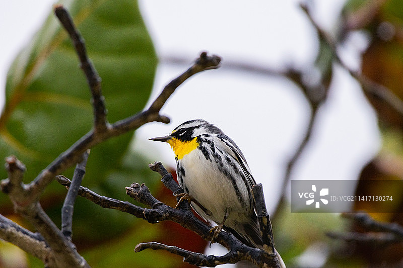 莺栖息在树枝上的特写，墨西哥金塔纳罗奥州图卢姆图片素材