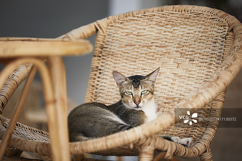 虎斑猫舒适地躺在斯里兰卡的柳条椅上图片素材
