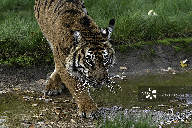 高角度拍摄：老虎在水中行走，英国阿什福德图片素材