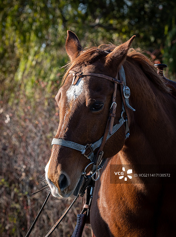 户外站立的马特写，加拿布伦瑞克角图片素材