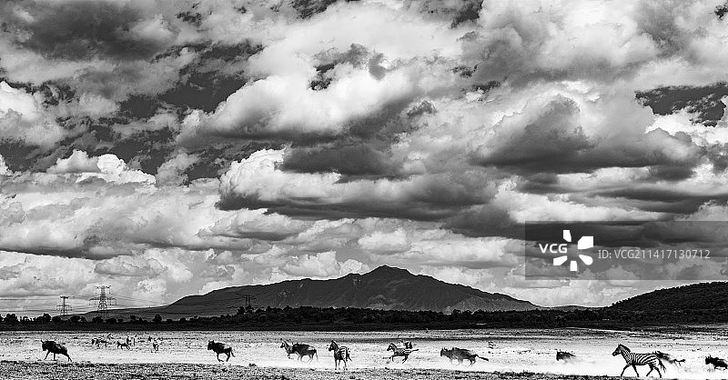地狱之门国家公园的斑马和角马追逐场景，位于奈瓦沙大裂谷纳库鲁市，肯尼亚图片素材