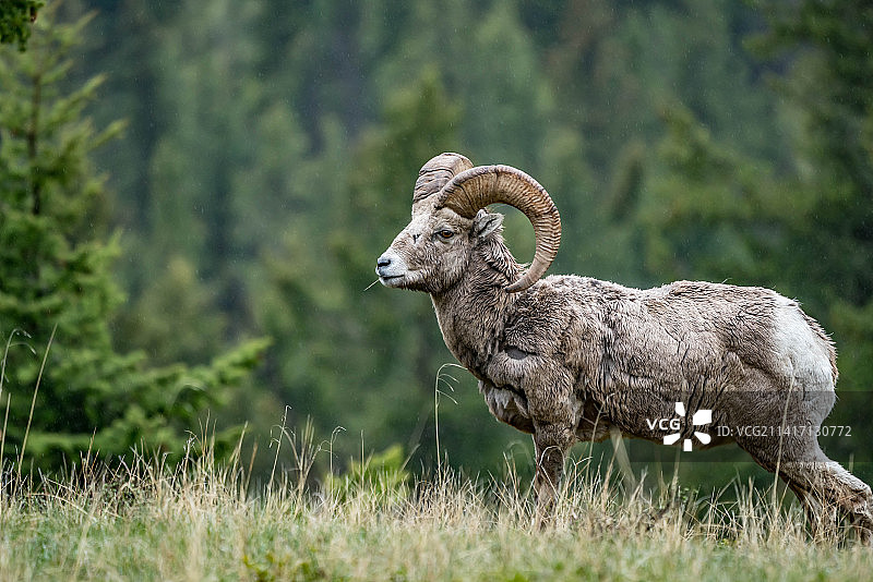 山羊站在田野里的侧视图，班夫，艾伯塔省，加拿大图片素材