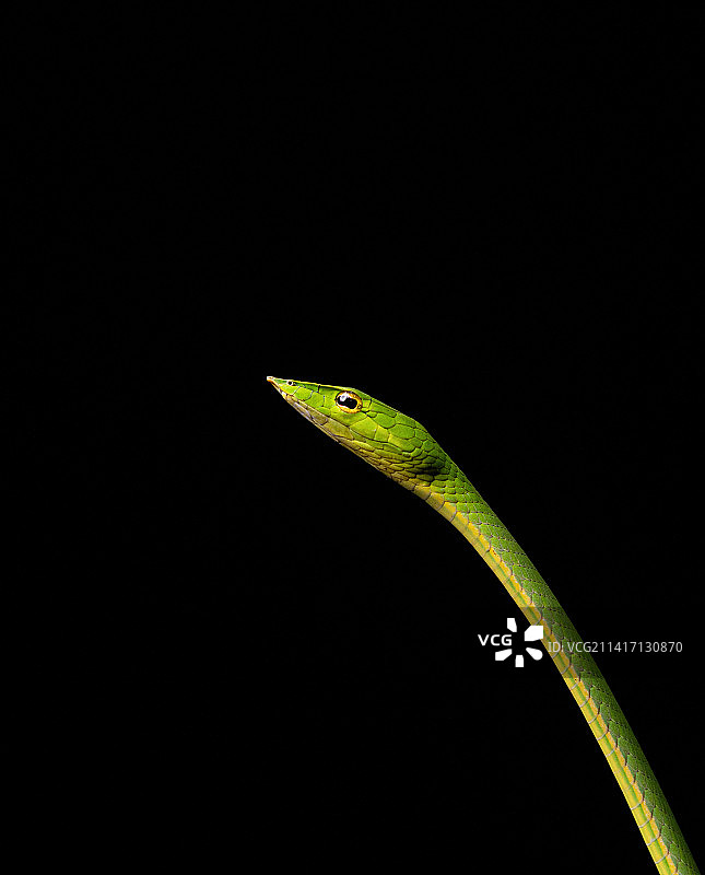 藤蛇在黑色背景下的特写图片素材