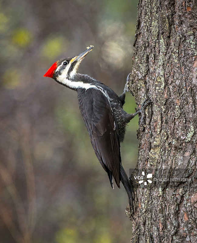 美国威斯康星州清水湖，栖息在树上的啄木鸟特写图片素材