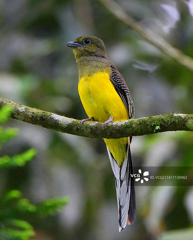 栖息在树枝上的鸣啭雀特写，印度尼西亚图片素材