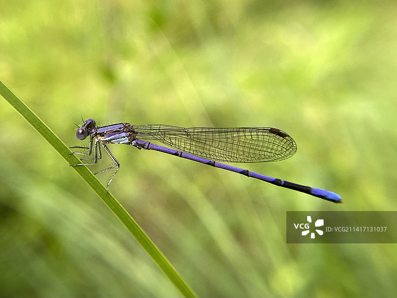 美国马萨诸塞州韦尔斯利植物上的豆娘特写图片素材