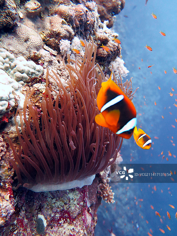 来自红海的彩色小丑鱼图片素材