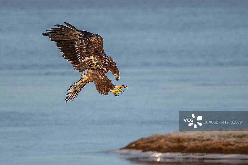 瑞典海上白色飞鸟特写图片素材