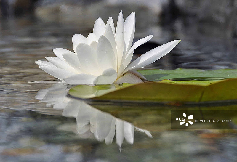 印度尼西亚湖中白色睡莲特写图片素材