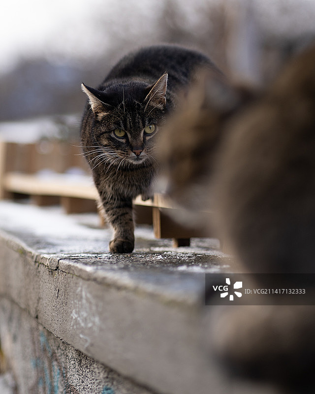 加里宁格勒围墙上的猫咪特写，俄罗斯加里宁格勒州图片素材