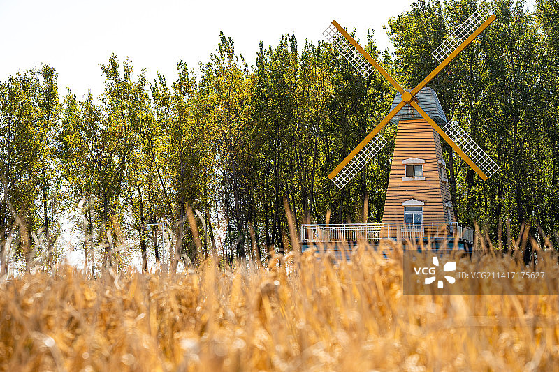 成熟的稻田与风车图片素材