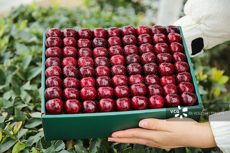 手里拿着智利车厘子图片素材