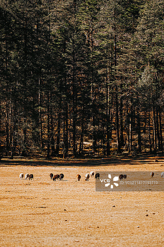 在丽江云杉坪悠闲吃草的牛羊图片素材