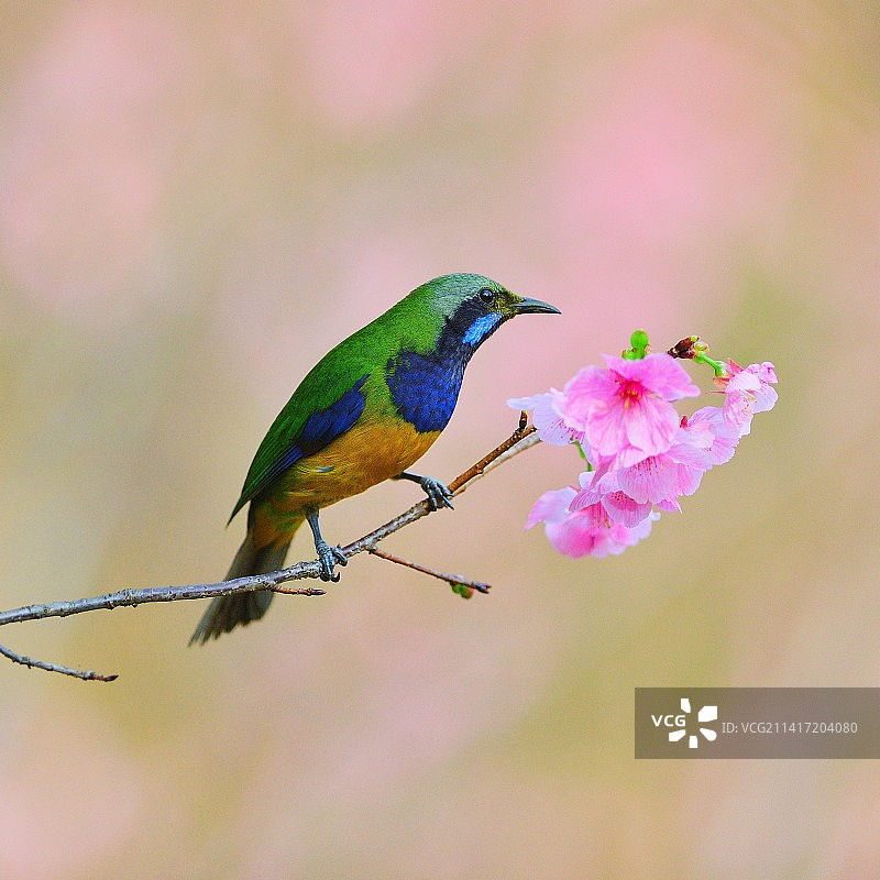 花枝俏图片素材
