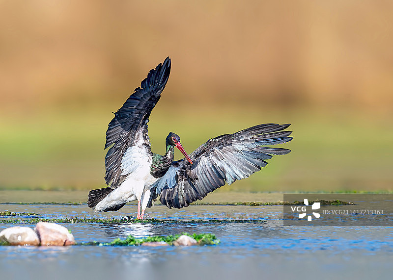 享受新年的阳光！——黑鹳图片素材