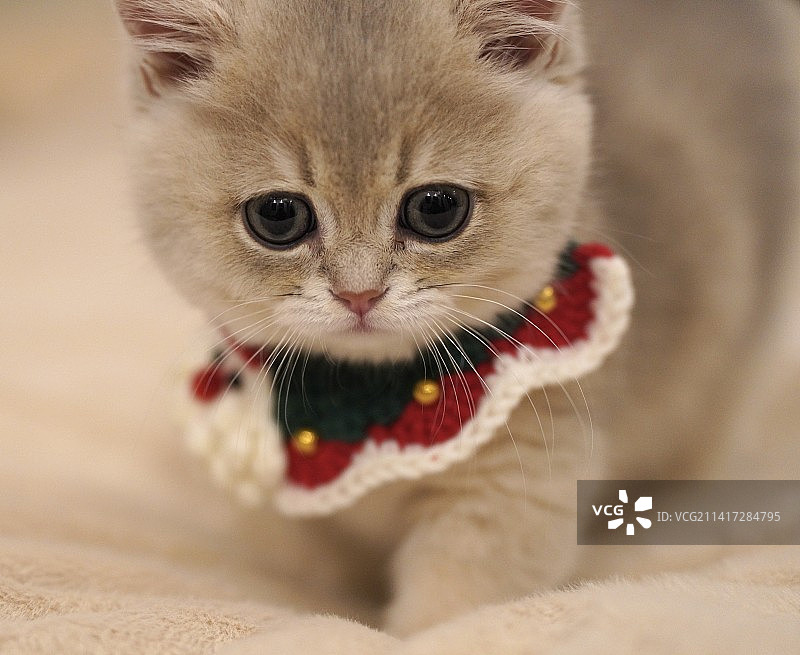 小猫咪肖像图片素材