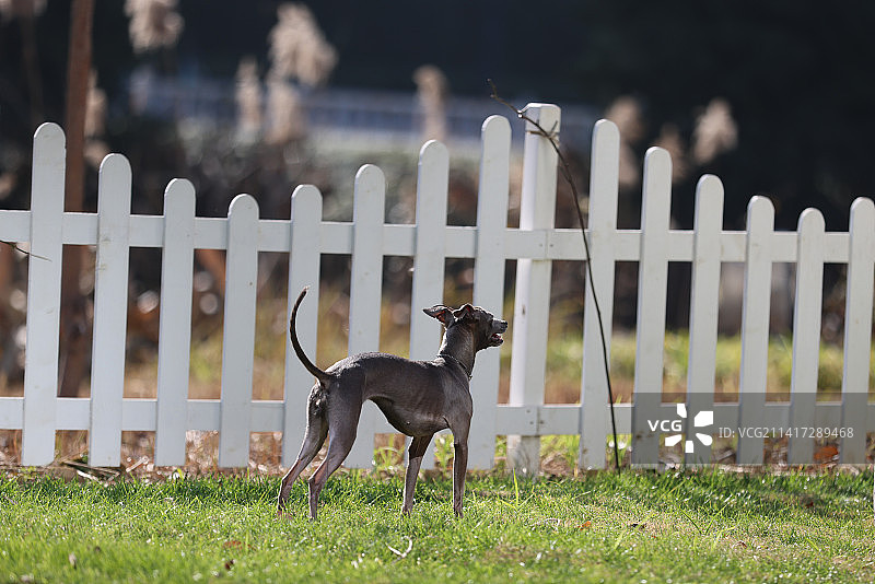 草地上的意大利小灵缇肖像图片素材
