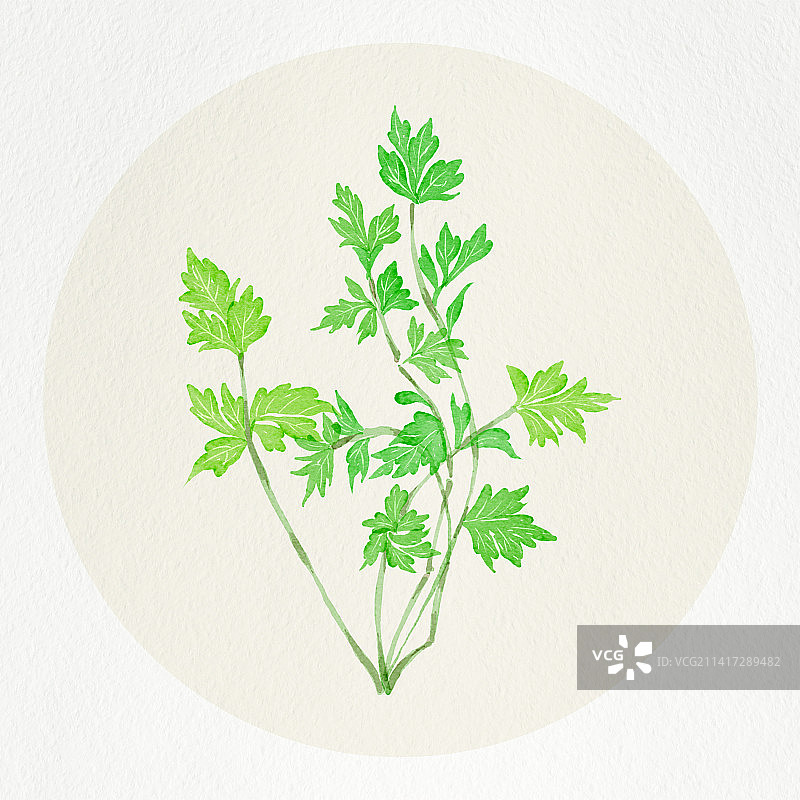 手绘本草纲目中草药艾草图片素材