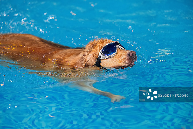游泳水下的金毛寻回犬图片素材