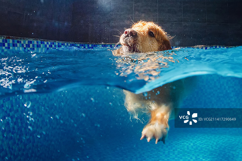 游泳水下的金毛寻回犬图片素材