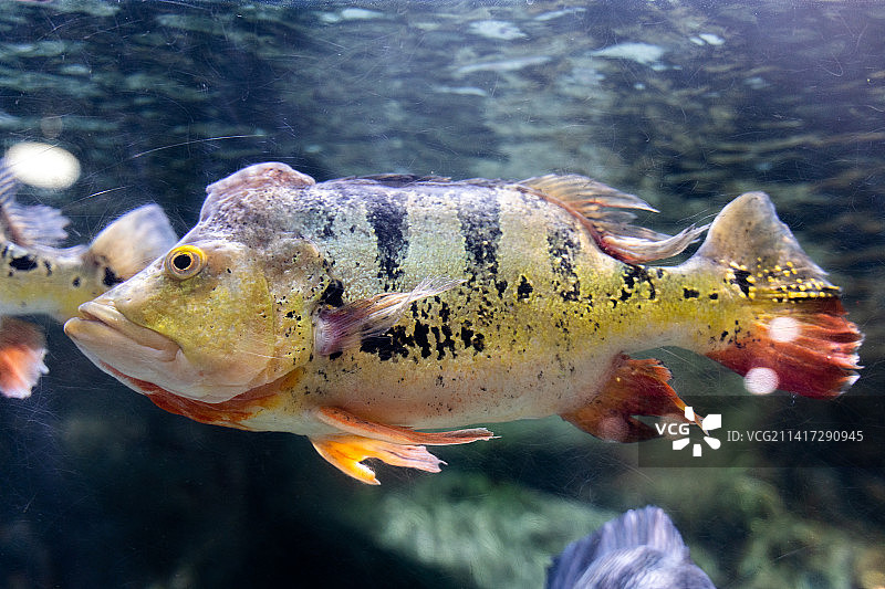 水下的帝王鱼帝王三间鱼图片素材