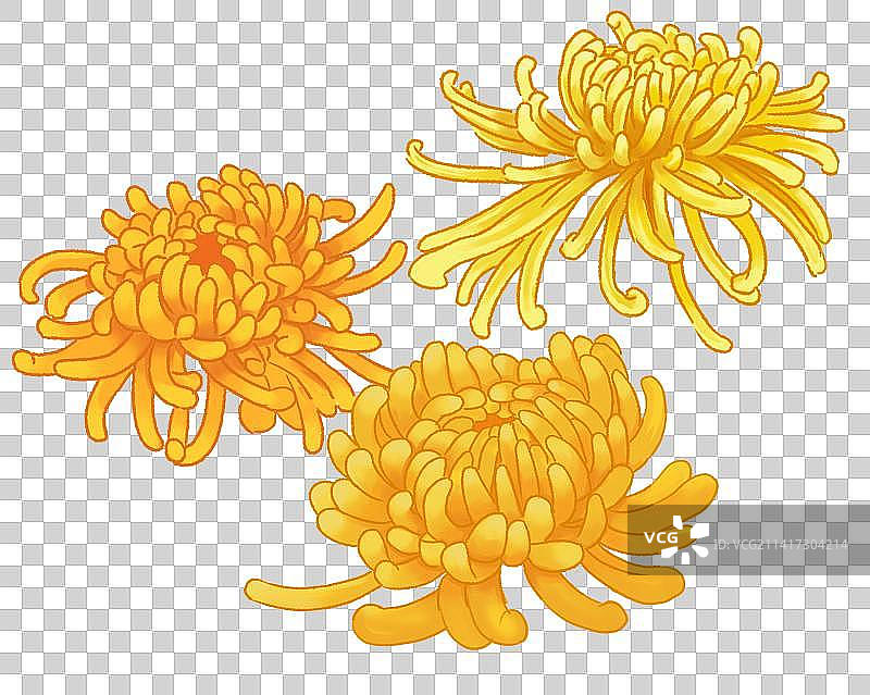 中药材观赏草本植物菊花鲜花花朵花卉花瓣元素插画图片素材