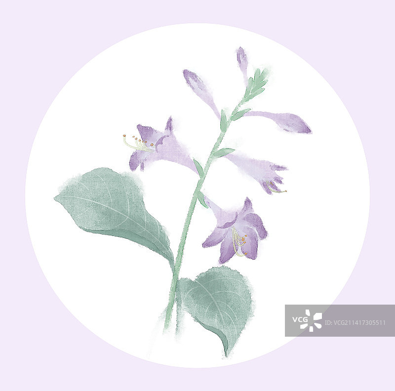 玉簪花图片素材