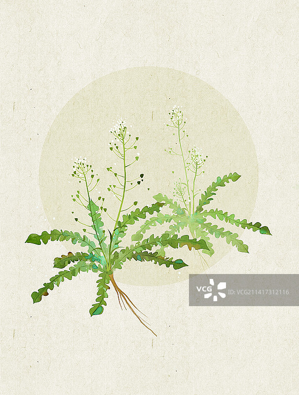 荠菜插画图片素材