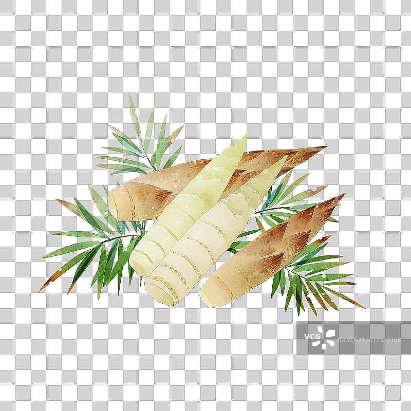 春笋插画元素图片素材