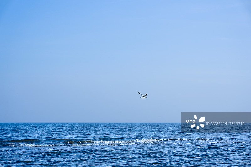 冬季阿那亚海边的海鸥图片素材