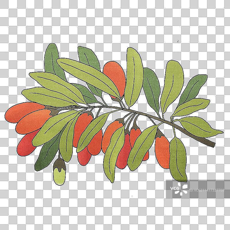 中国风手绘枝头上的枸杞果实图片素材