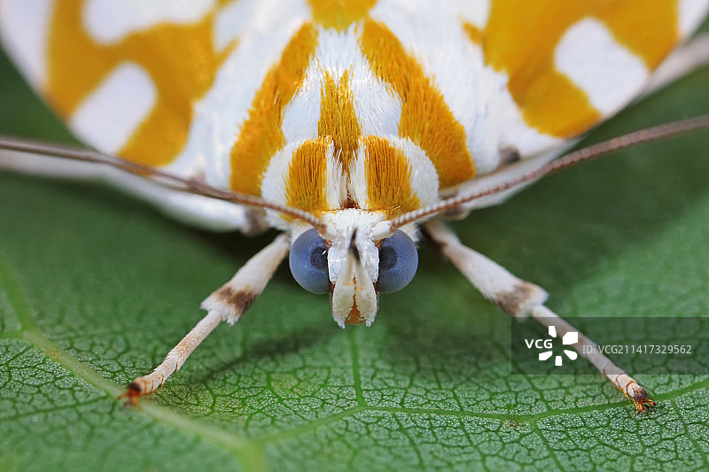 胡桃豹夜蛾图片素材