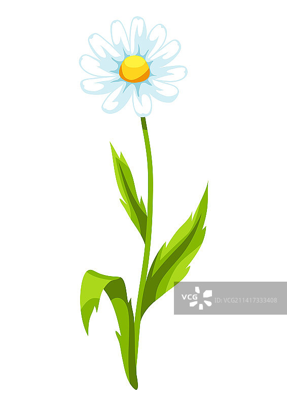 美丽的甘菊图片素材