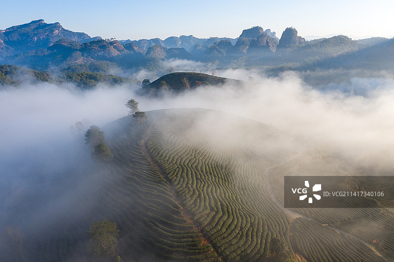 茶园云海图片素材