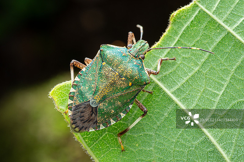 绿色臭蝽臭屁虫特写图片素材