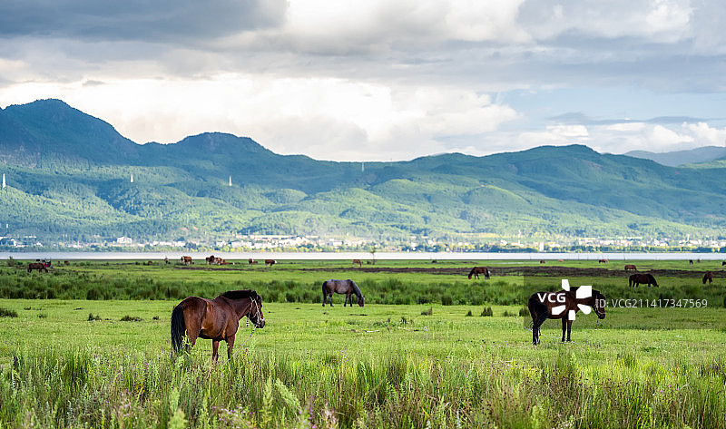 丽江拉市海旁边牧场上的马图片素材