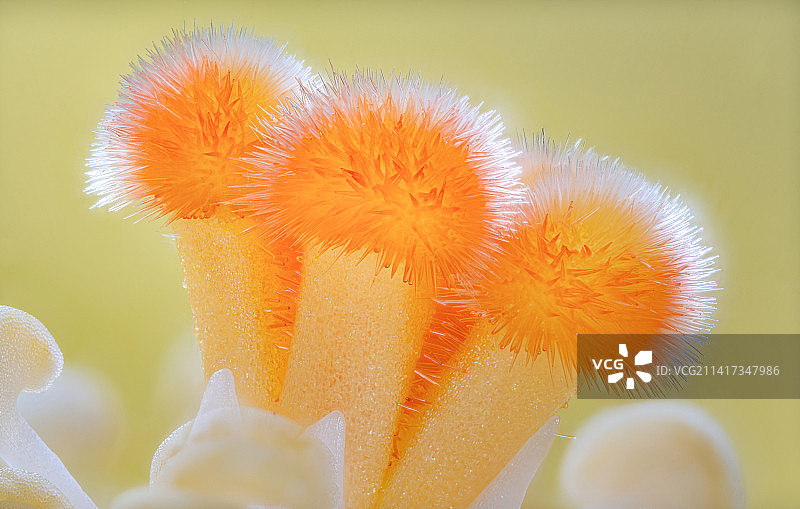 橙黄色的花朵雌蕊特写图片素材