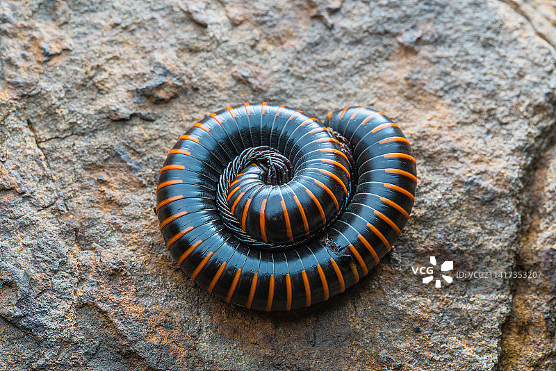 一只蜷缩的马陆千足虫图片素材