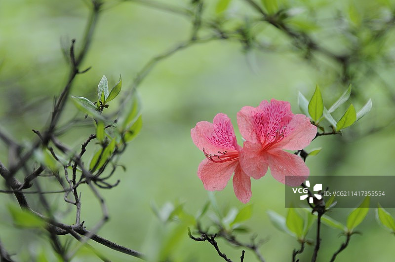 野生杜鹃花图片素材