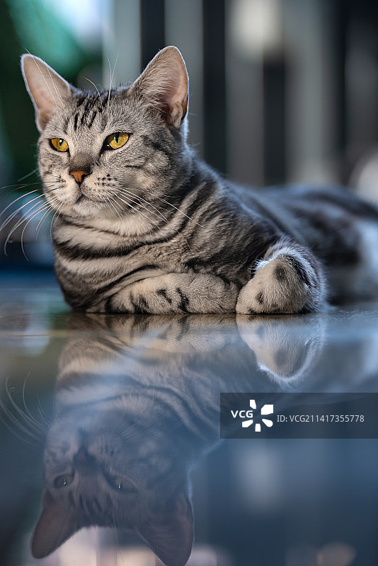 猫咪的盼望图片素材