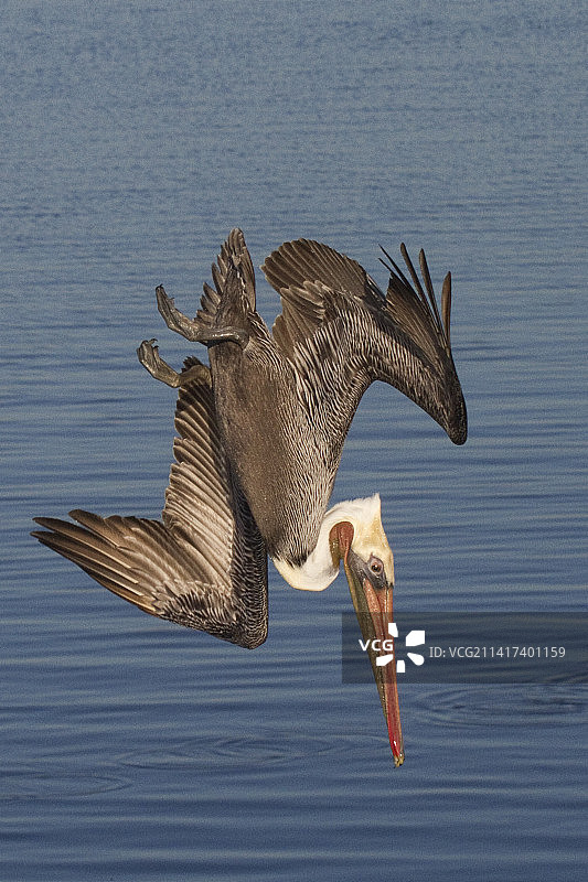褐鹈鹕潜水捕鱼图片素材