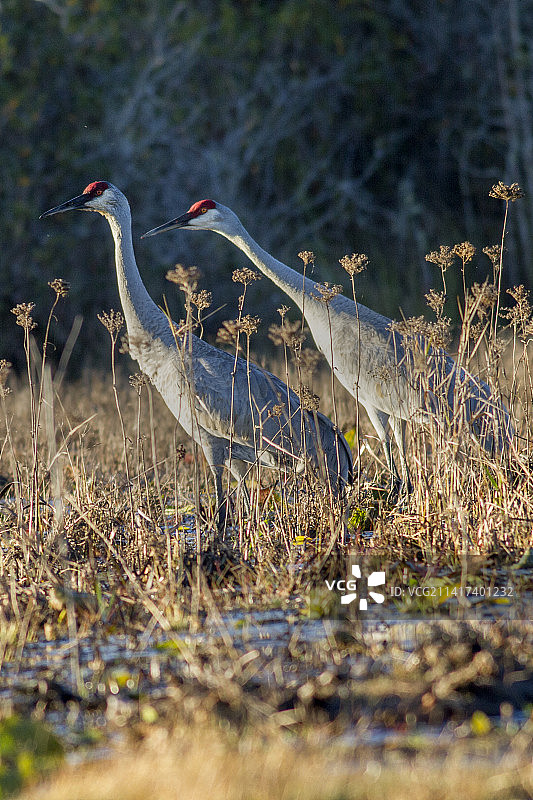 一对沙丘鹤图片素材