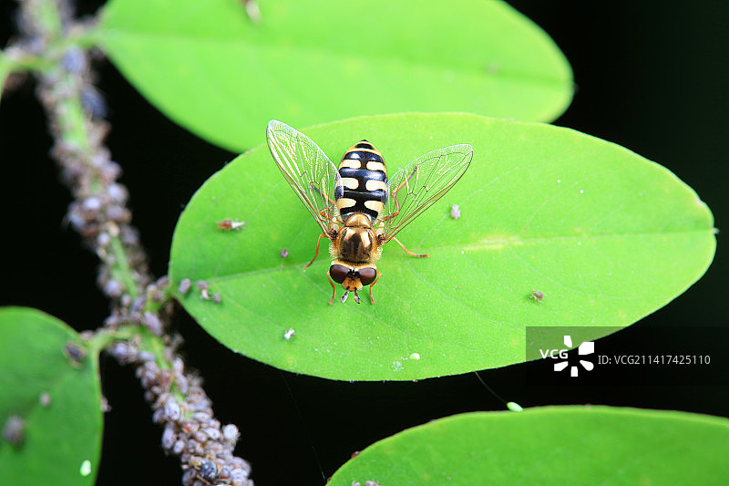 食蚜蝇图片素材