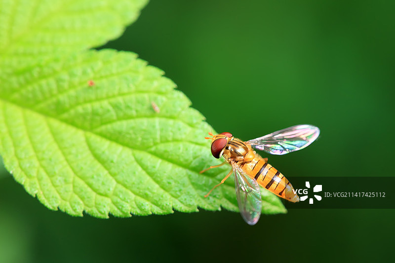 食蚜蝇图片素材