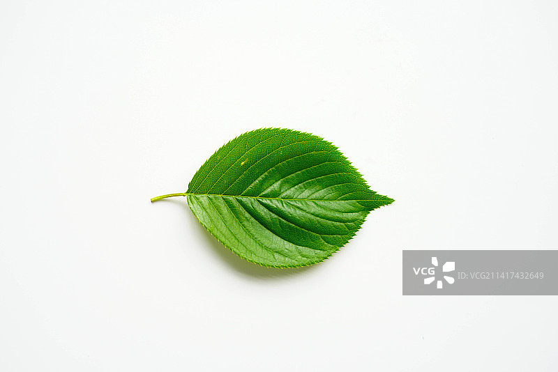 绿色树叶图片素材