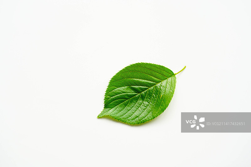 绿色树叶图片素材